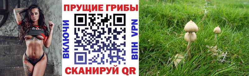 купить   Торопец  Псилоцибиновые грибы мухоморы 